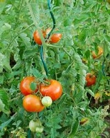 Rajčasta spirala - zelena